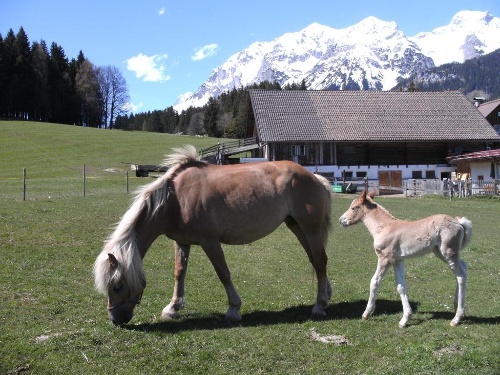 Villa Haslehnerhof Ramsau am Dachstein Esterno foto